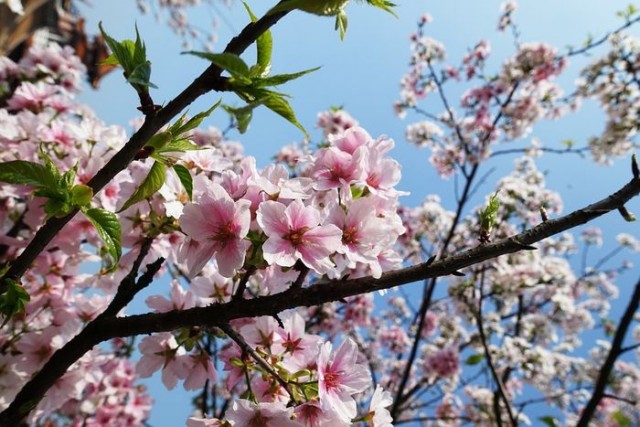 sakura