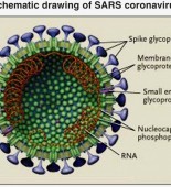 schematic_sars_coronavirus-1024x790