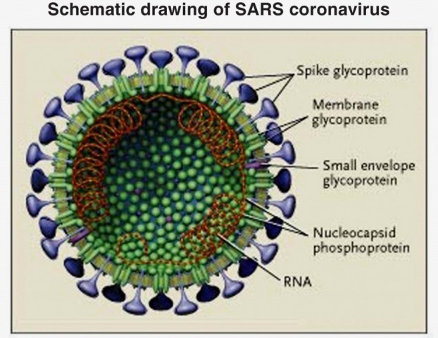 schematic_sars_coronavirus-1024x790