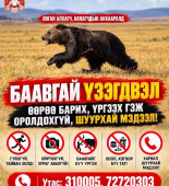 баавгай